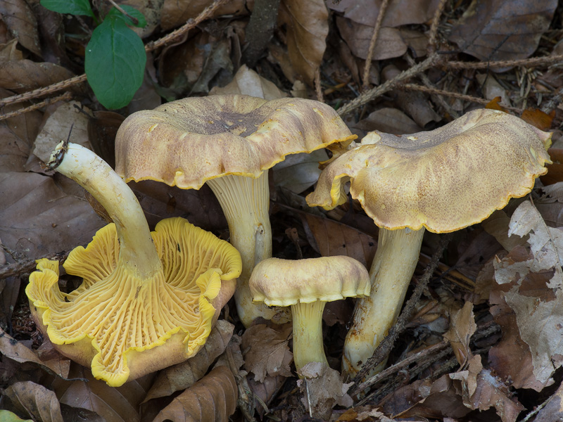 Cantharellus amethysteus